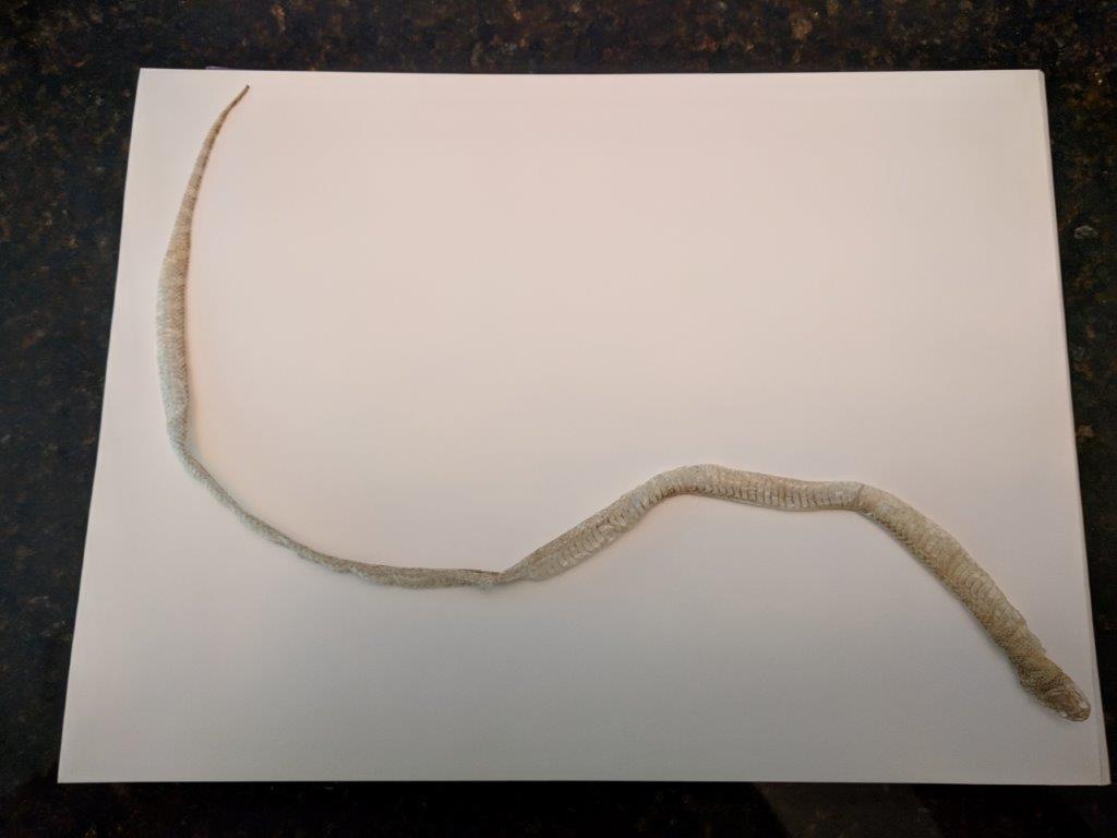 Arlington snake skin