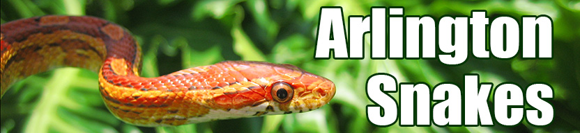Arlington snake